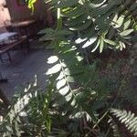 Schinus molle 葉