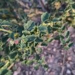 Atriplex rosea Blatt