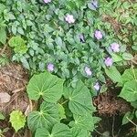 Achimenes longiflora Blomma