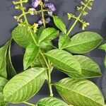 Palicourea brachiata その他の提案