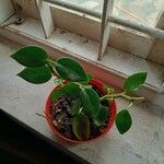 Peperomia serpens Lapas