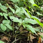 Fragaria virginiana Hoja