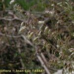 Melica minuta Flower