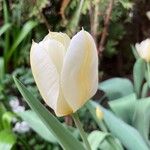 Tulipa spp. ᱵᱟᱦᱟ