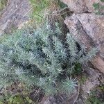 Helichrysum italicum Blad