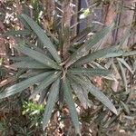 Podocarpus macrophyllusЛист