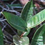 Eugenia gatopensis Foglia