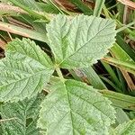 Rubus pruinosus পাতা