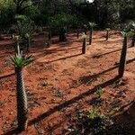 Pachypodium geayi Συνήθη χαρακτηριστικά