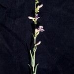 Penstemon jamesii Pokrój