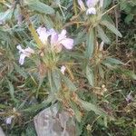 Hygrophila auriculata 花