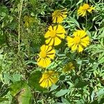 Helenium autumnaleFlower