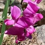 Lathyrus latifoliusKwiat