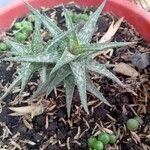 Aloe maculata Лист