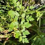 Oenanthe crocata 葉