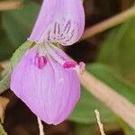 Dicliptera napierae Flower
