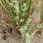 Atriplex laciniata Leaf