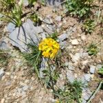 Senecio integerrimus Blatt