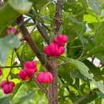 Euonymus latifoliusFlower