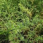 Symphyotrichum pilosum 葉