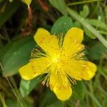 Hypericum calycinumBlatt