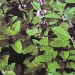 Mentha arvensis Folha