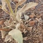 Verbascum sinaiticum Blatt