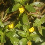 Ludwigia inclinata Flower
