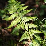 Dryopteris carthusiana Foglia