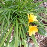 Hemerocallis minor Habitus