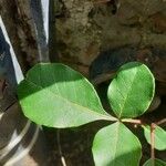 Searsia natalensis Leaf