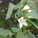 Solanum nigrumBlomst