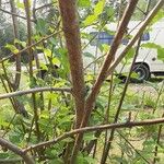 Syringa josikaea Bark