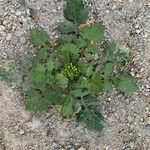 Sisymbrium erysimoides Leaf