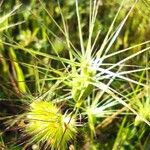 Aegilops geniculata Flower