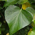 Hedera hibernica Leaf