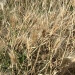 Hordeum marinum Flor