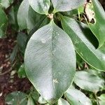 Rhodocactus grandifolius Leaf