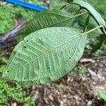 Bellucia grossularioides Leaf