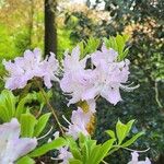 Rhododendron yunnanense പുഷ്പം