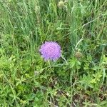 Knautia arvensisFlower