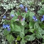 Pulmonaria saccharataКвітка