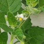 Solanum villosum Kvet