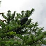 Abies spectabilis Habitat