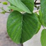 Ipomoea carnea Leaf