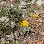 Sternbergia sicula आदत