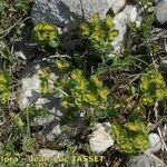 Euphorbia seguieriana Hábito