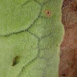 Platycerium elephantotis Leaf