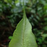 Coniogramme africana Hoja