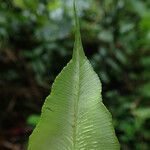 Coniogramme africana Leaf